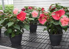 This one really caught your attention with her enormous flowers. This is the Hybiscus Extreme and had flowers over 25 cm wide.